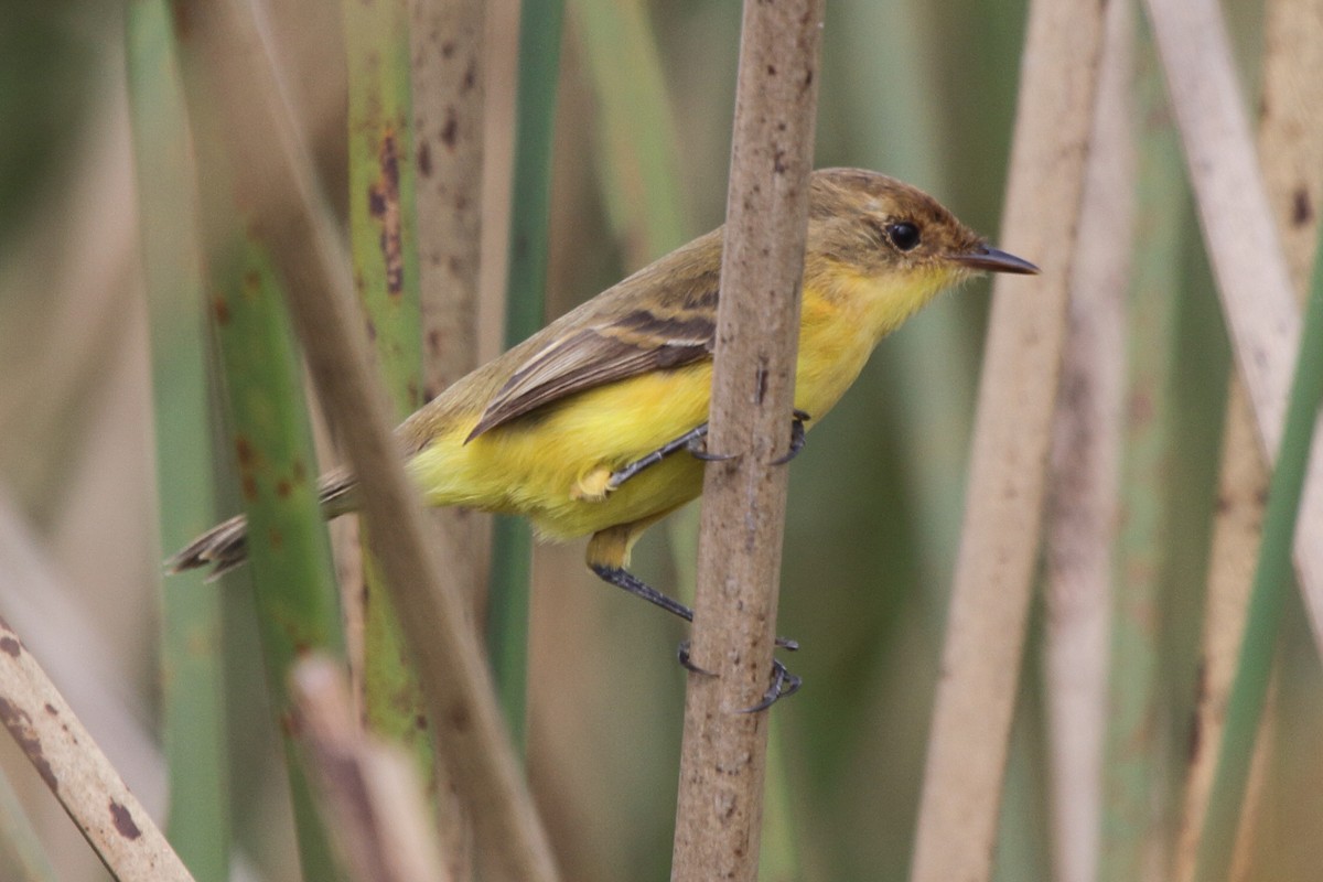 Warbling Doradito - ML646857189