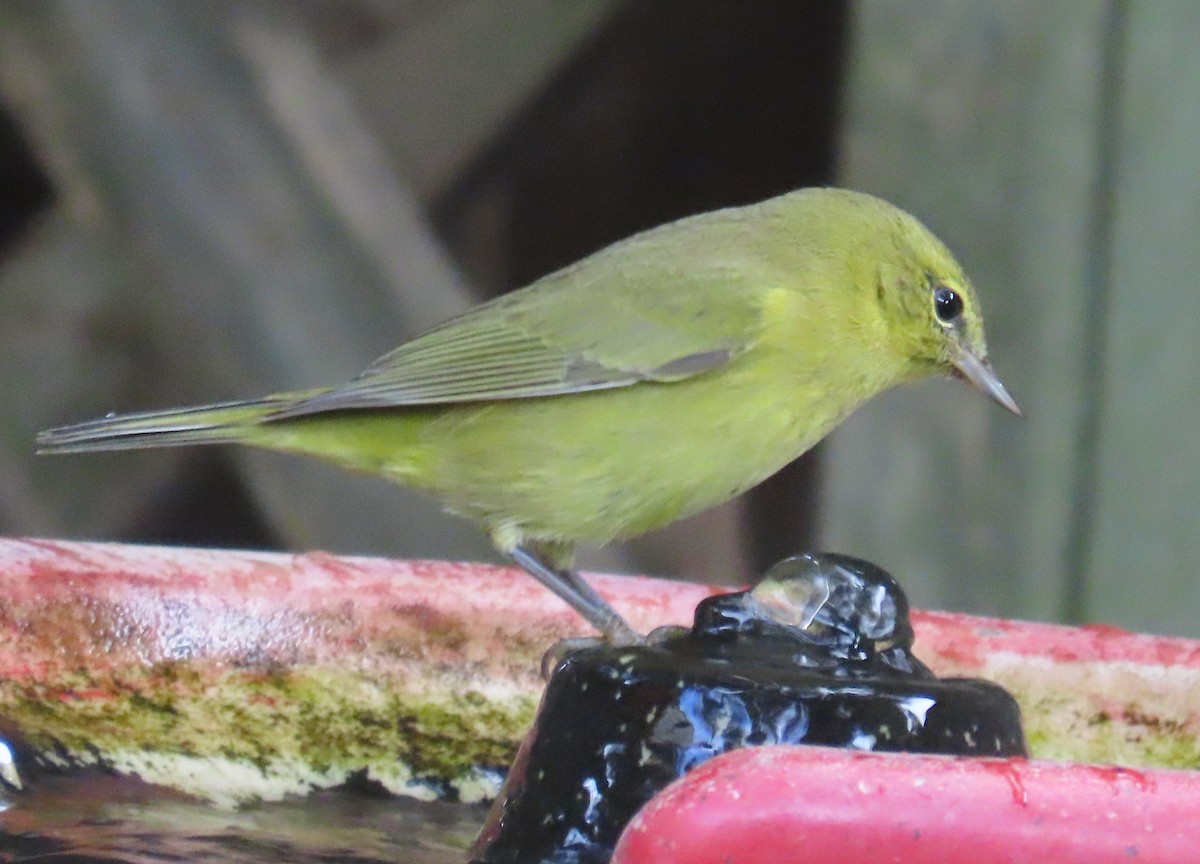 Orange-crowned Warbler (lutescens) - ML646857190