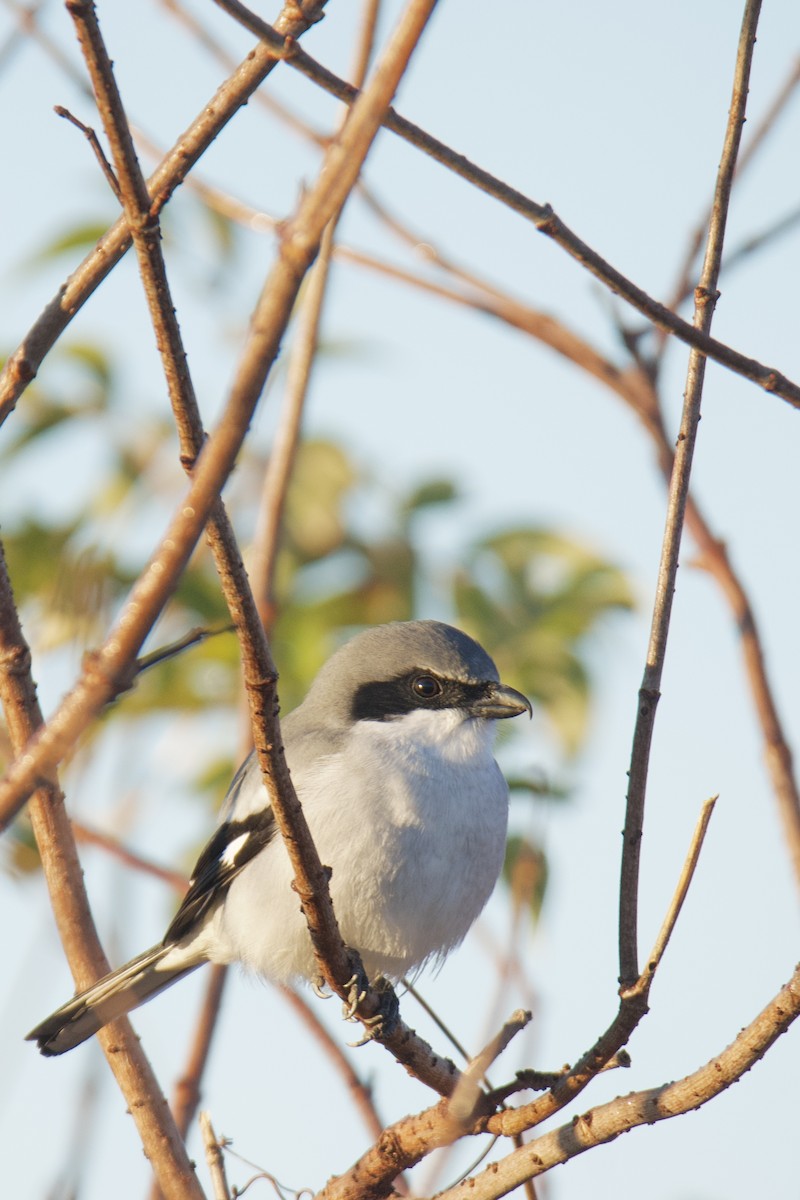 Loggerhead Shrike - ML646857191