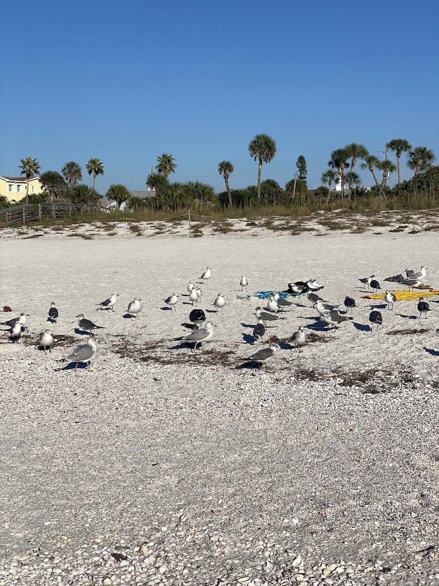 Ацтекская чайка - ML646857194