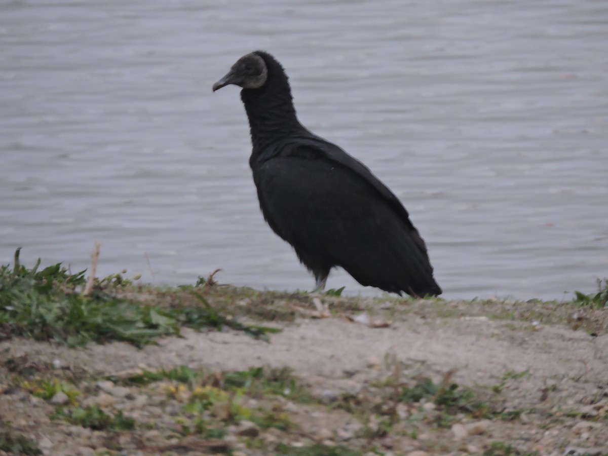 Катарта чорна - ML646857195