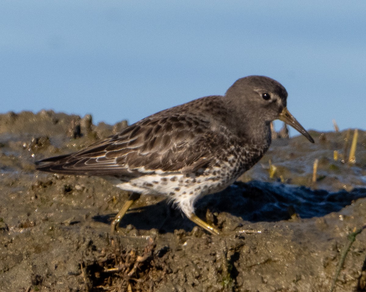 Rock Sandpiper - ML646857196