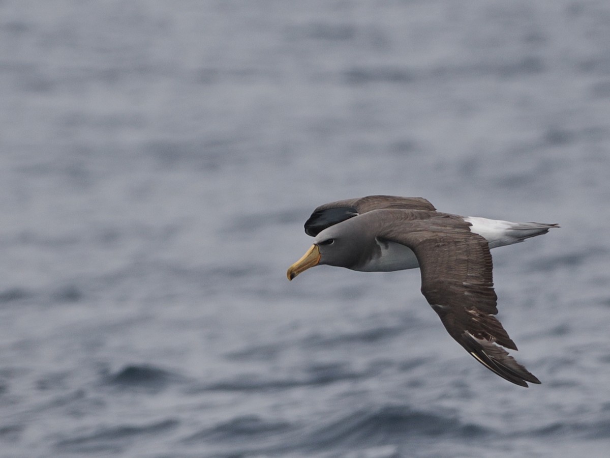 Keşiş Albatrosu - ML646857198