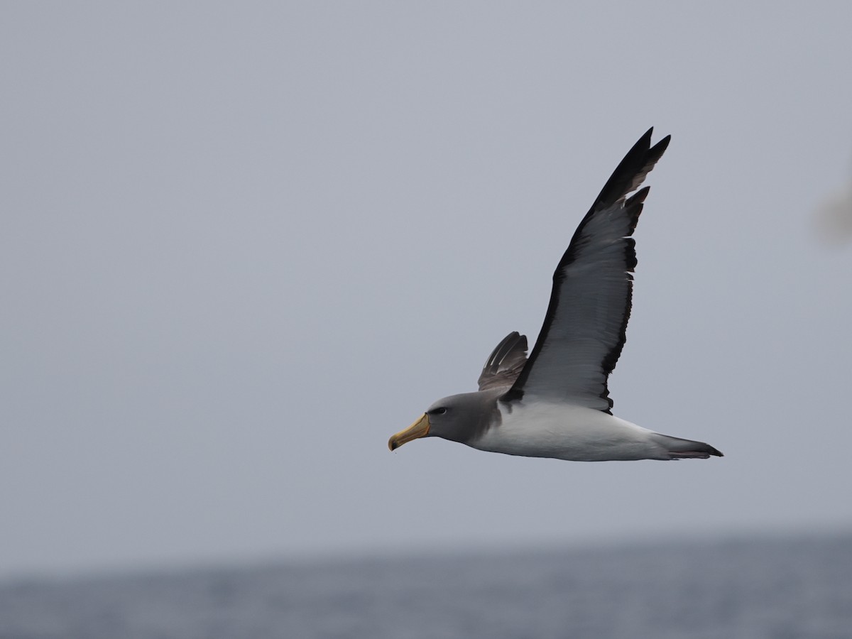 Keşiş Albatrosu - ML646857199