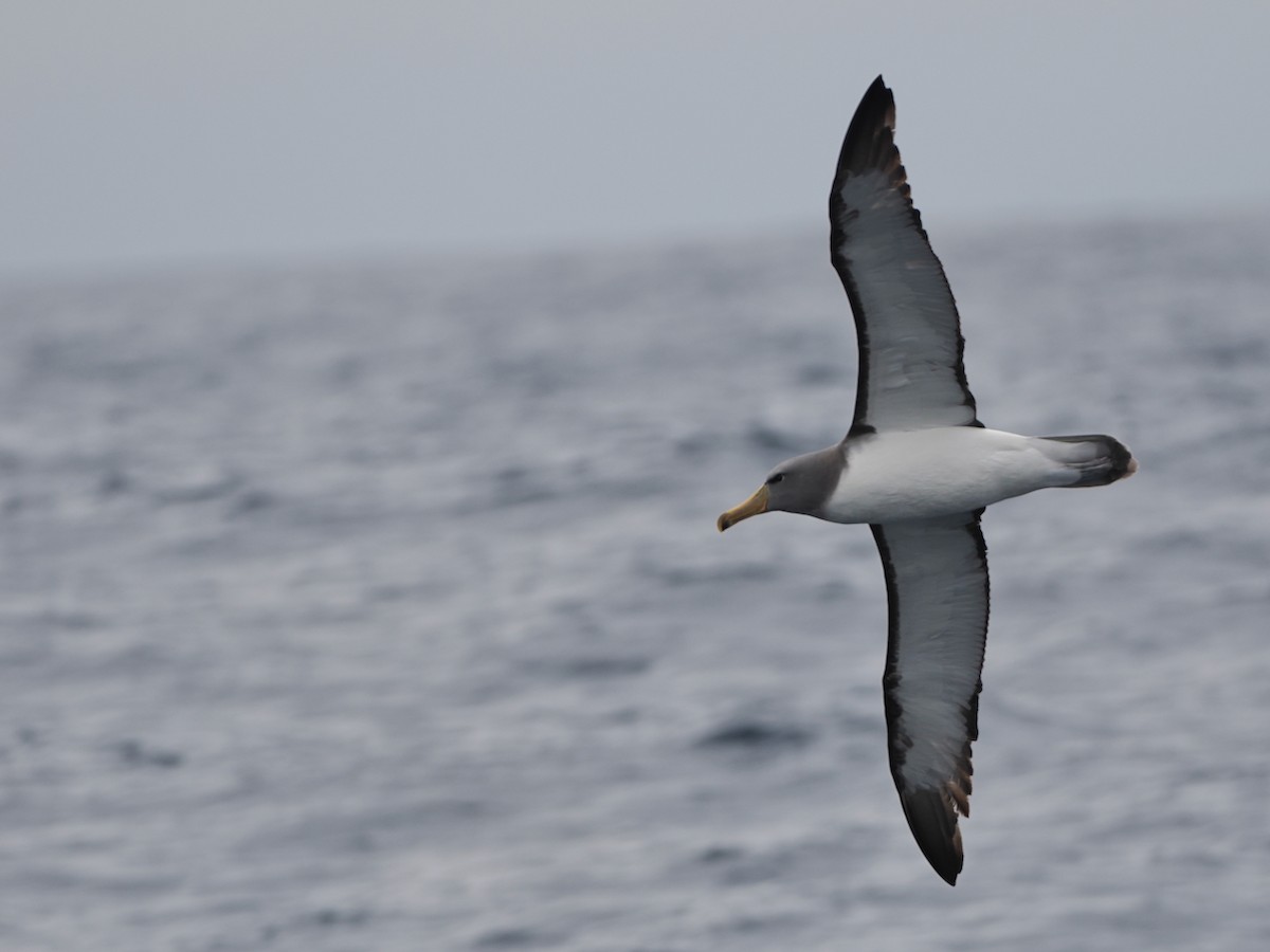 Keşiş Albatrosu - ML646857200