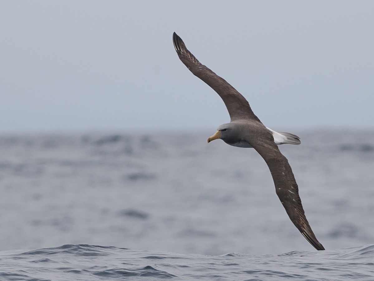 Keşiş Albatrosu - ML646857201