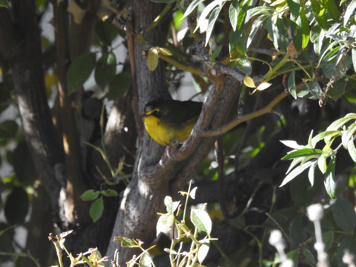 סבכון קנטקי - ML646857203