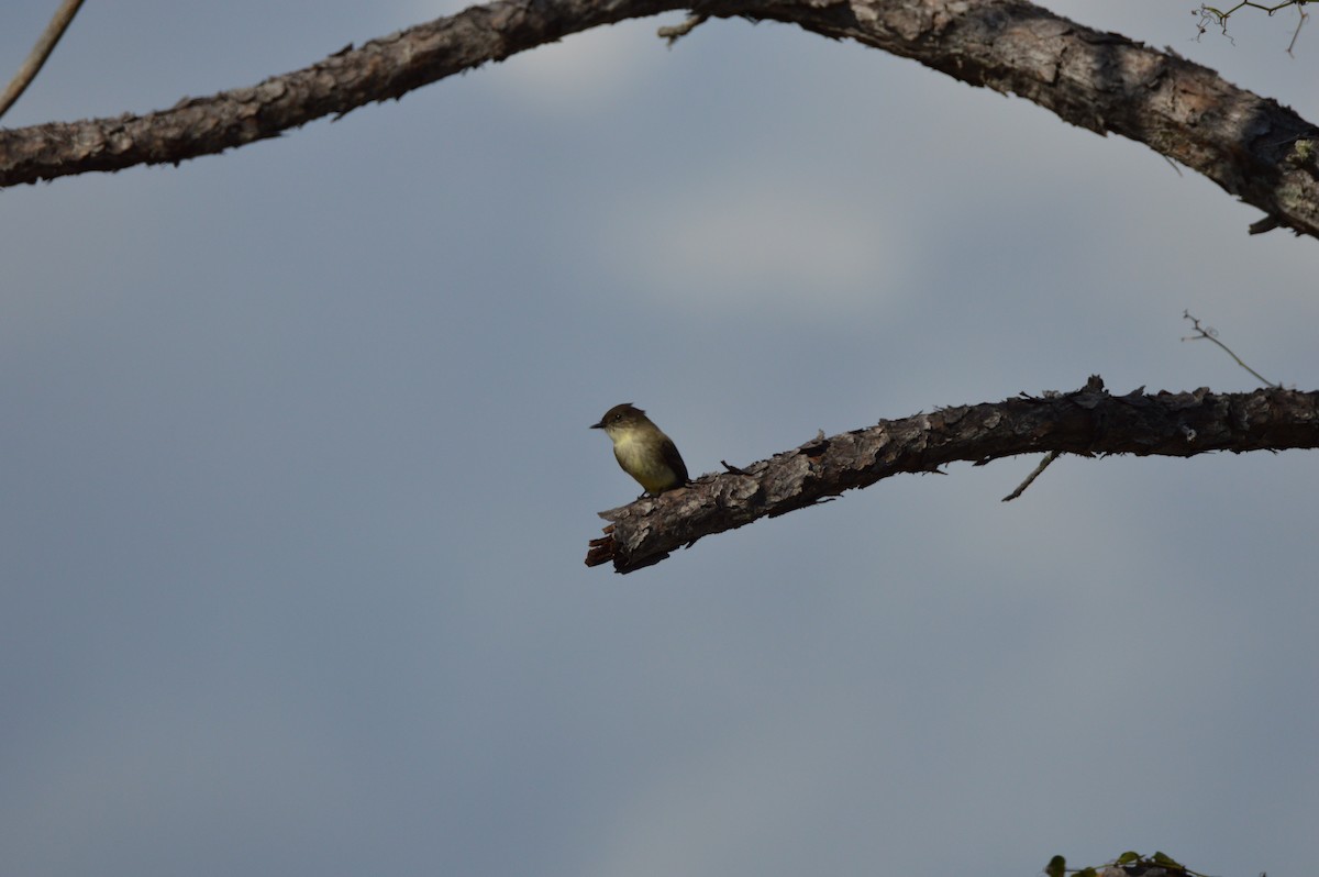 Eastern Phoebe - ML646857204