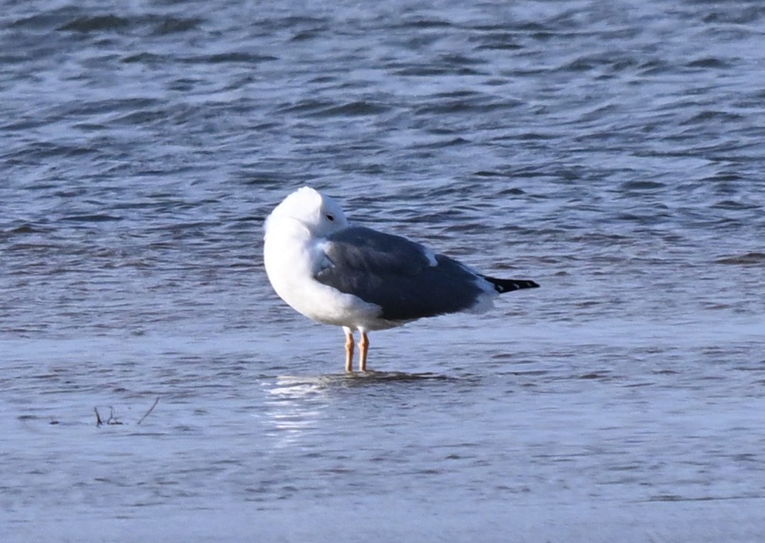 Mongolian Gull - ML646857207