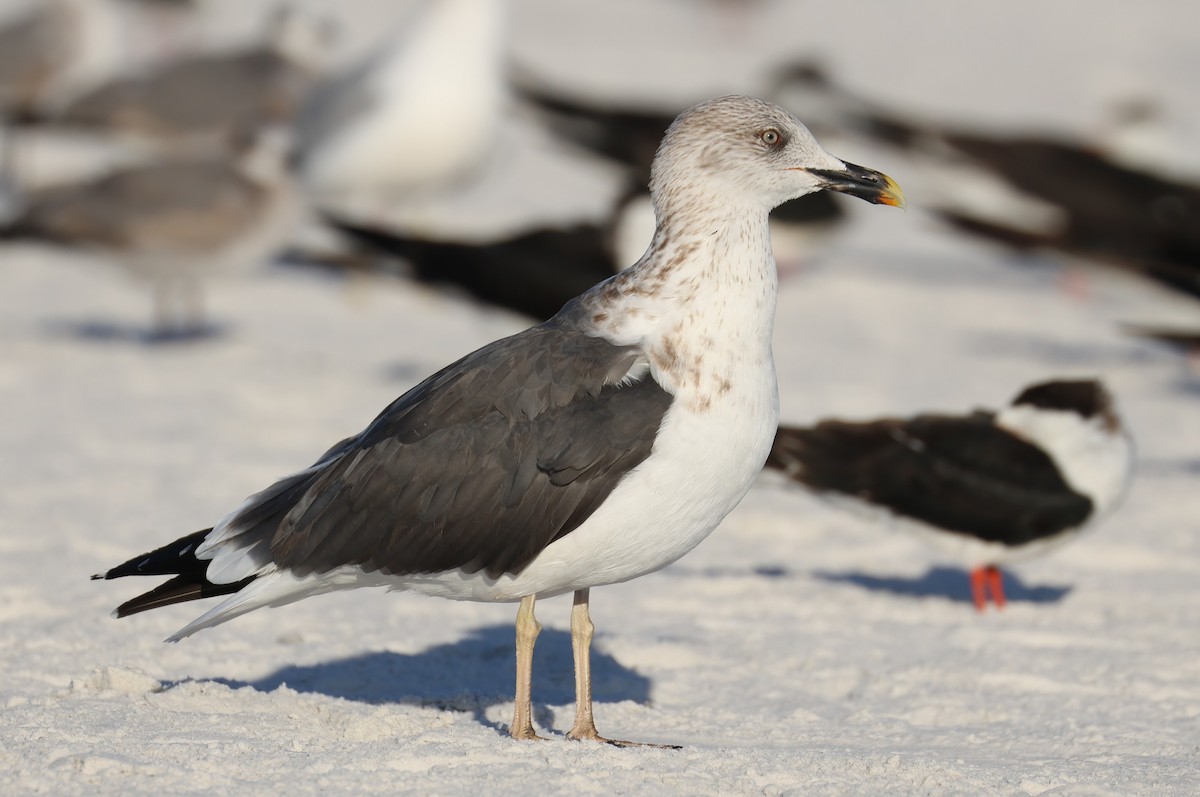 Heringsmöwe - ML646857208