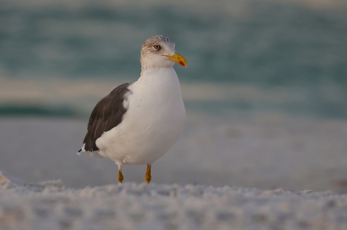 Heringsmöwe - ML646857209