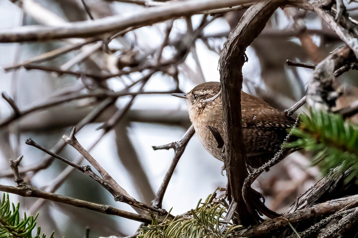 Winter Wren - ML646857211