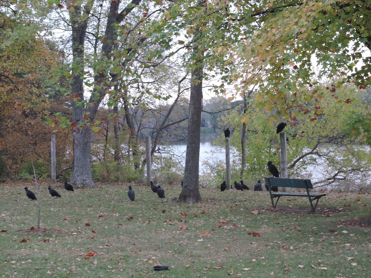 Катарта чорна - ML646857212