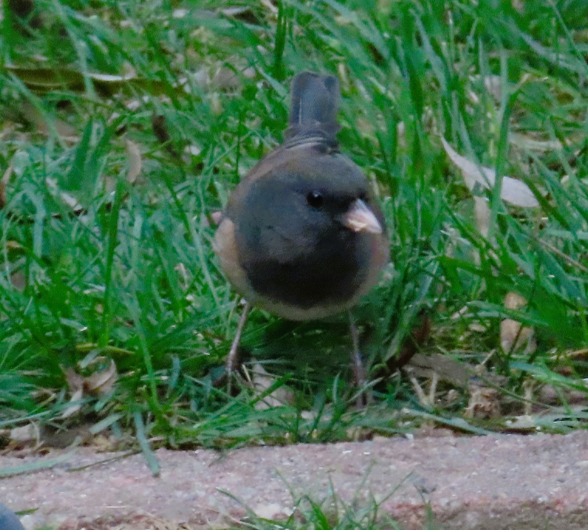 Dark-eyed Junco (Oregon) - ML646857213