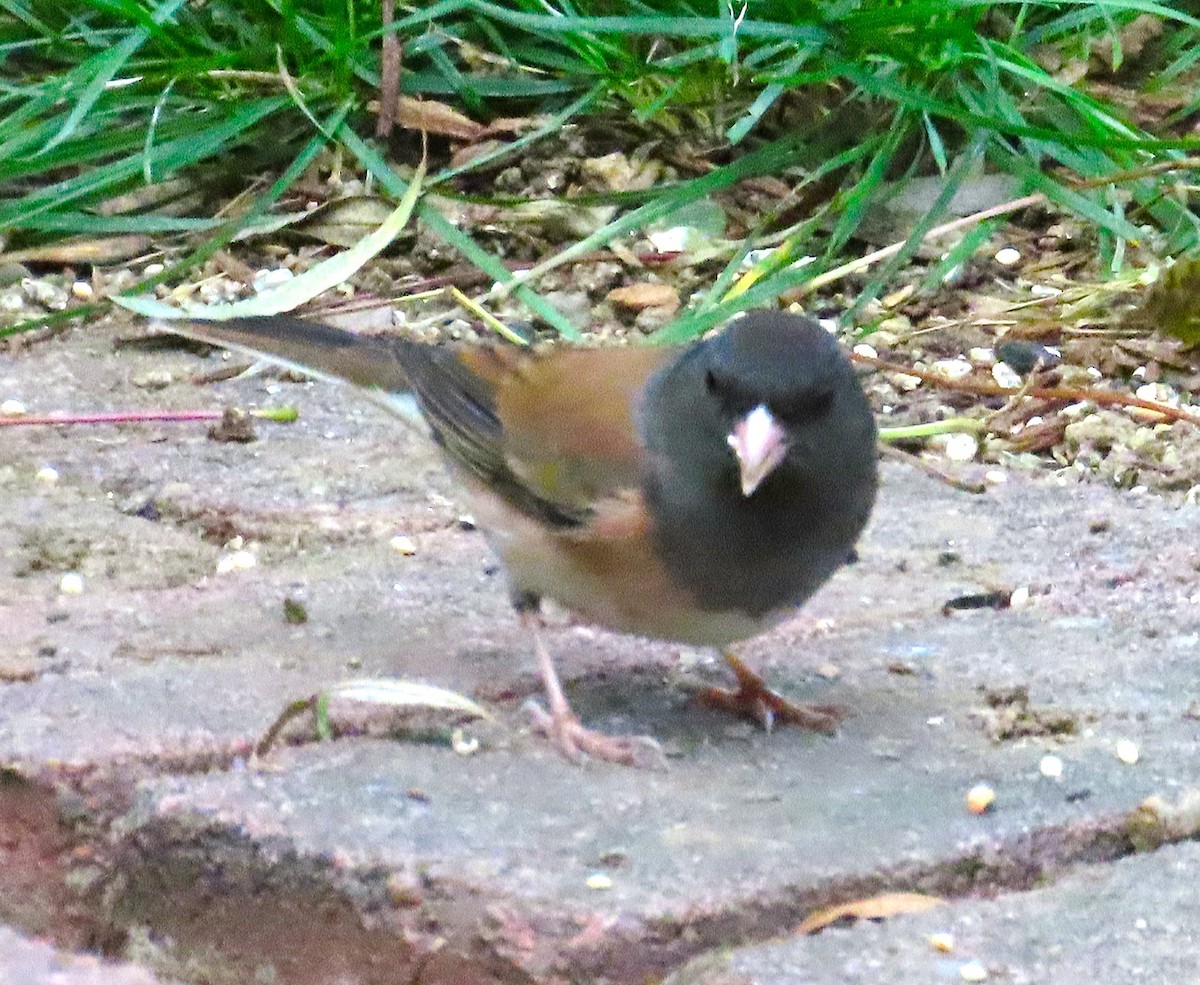 Dark-eyed Junco (Oregon) - ML646857214