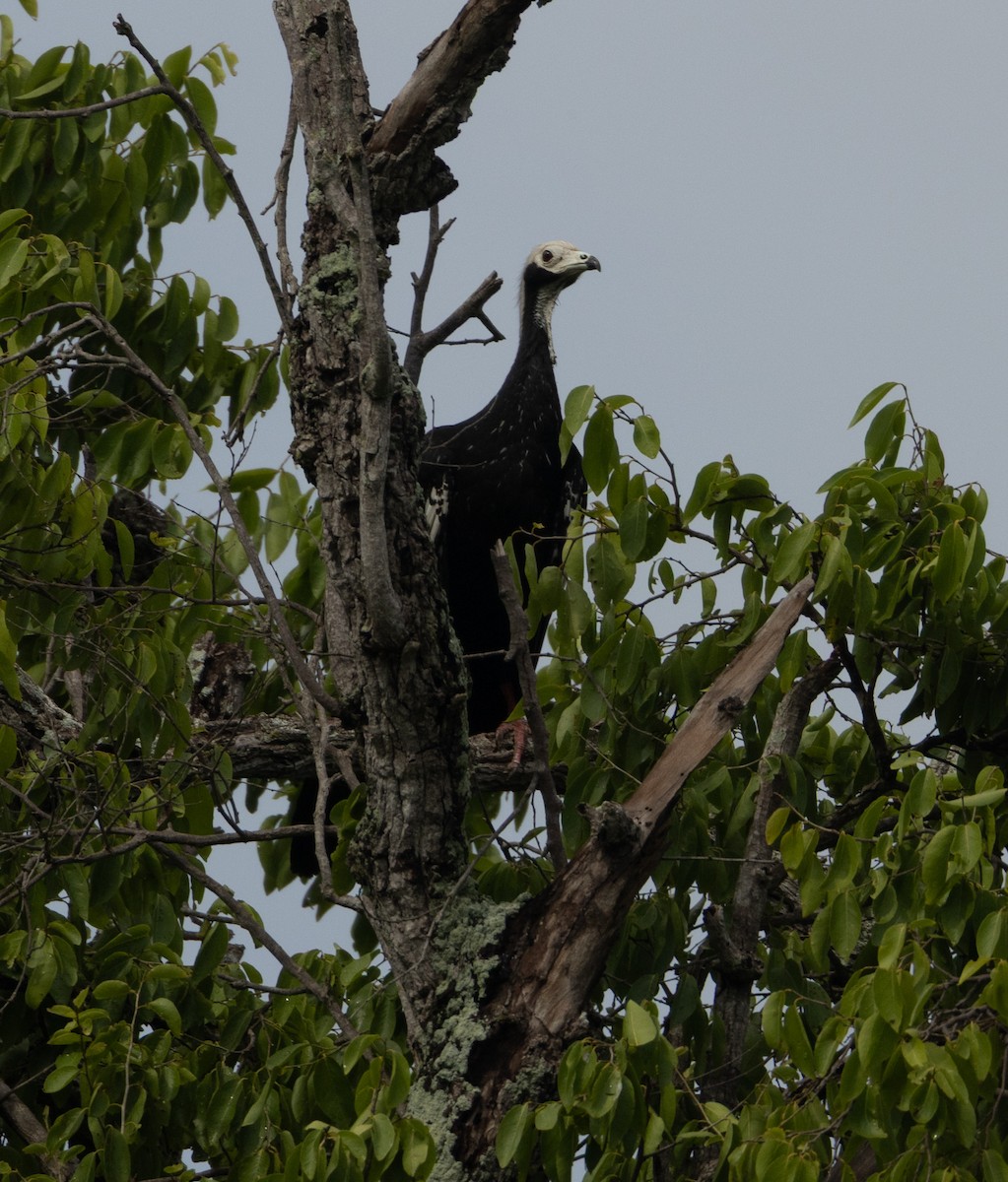 White-throated Piping-Guan - ML646857216