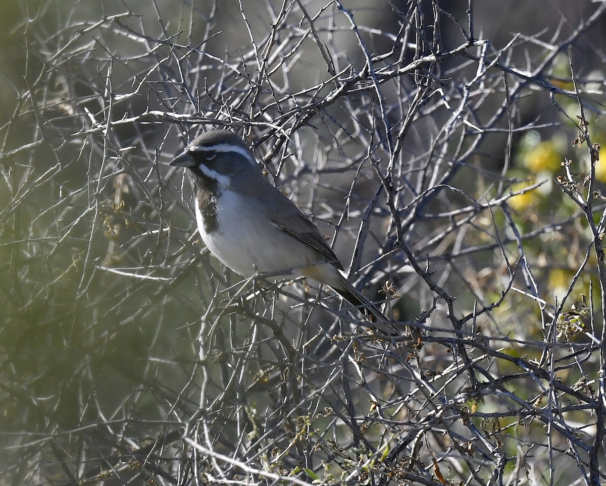 Black-throated Sparrow - ML646857217