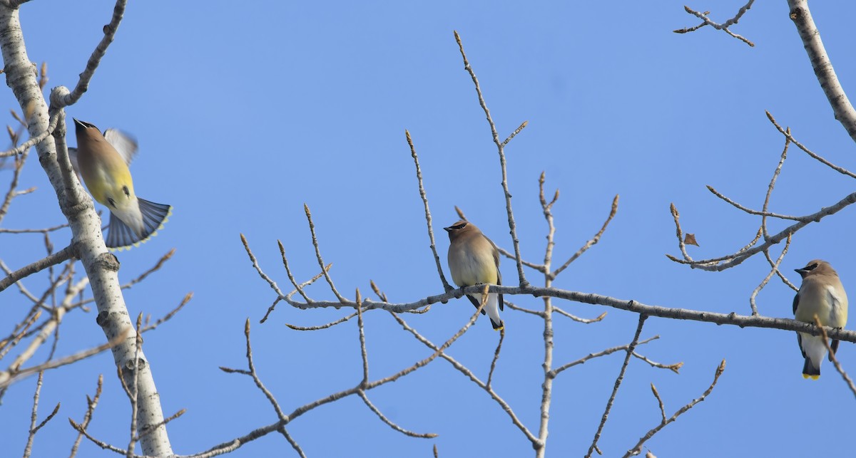 Cedar Waxwing - ML646857218