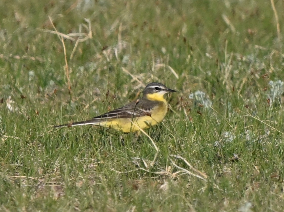 Eastern Yellow Wagtail (Eastern) - ML646857219