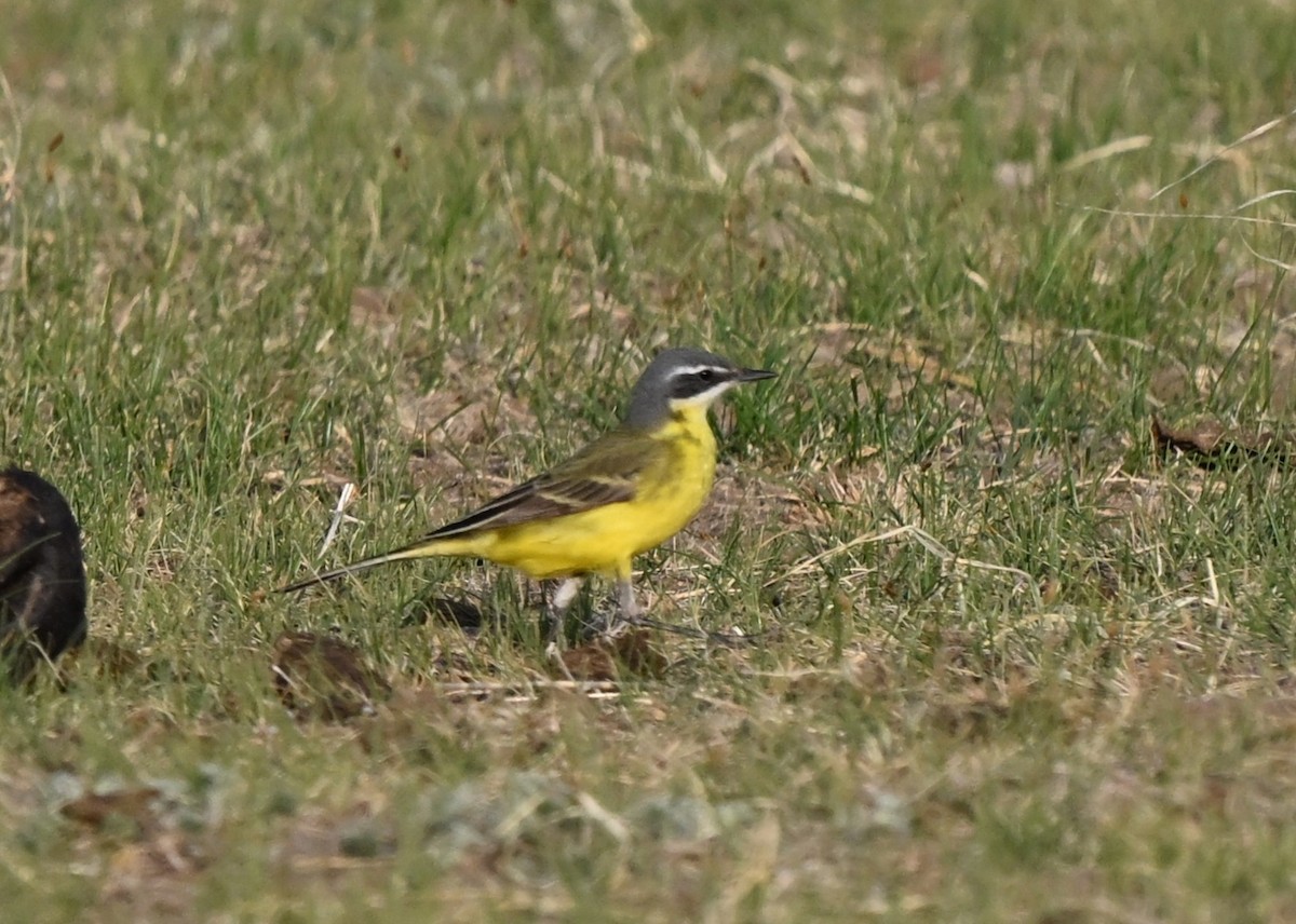 Eastern Yellow Wagtail (Eastern) - ML646857220