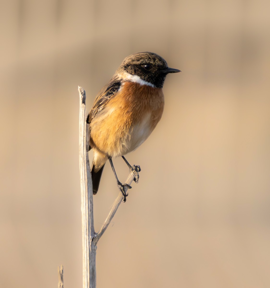 European Stonechat - ML646857221