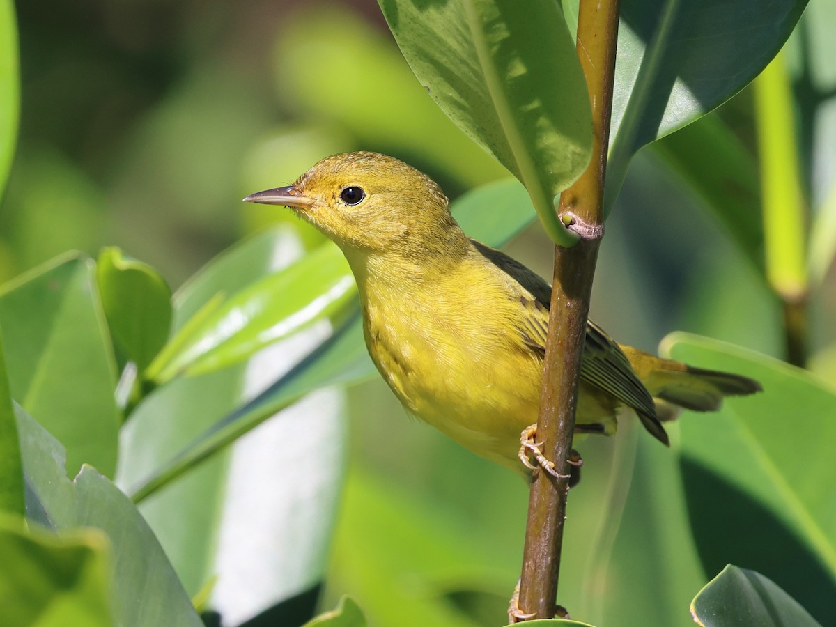 Reinita de Manglar (Antillas Mayores) - ML646857222