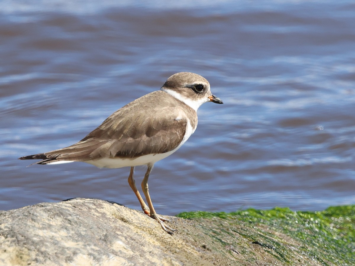 Chorlitejo Semipalmeado - ML646857225