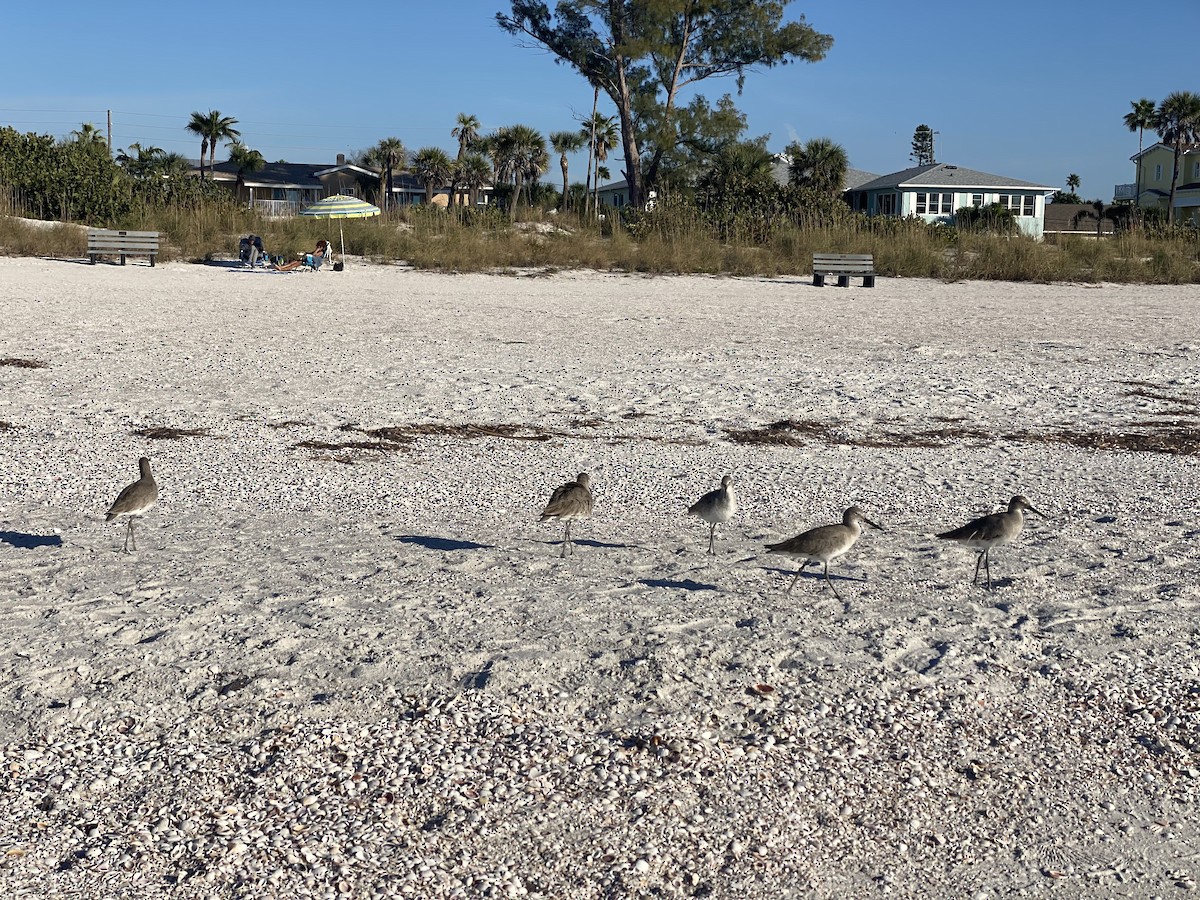 Playero Aliblanco - ML646857227