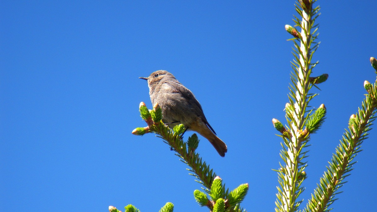 赭紅尾鴝 - ML646857228