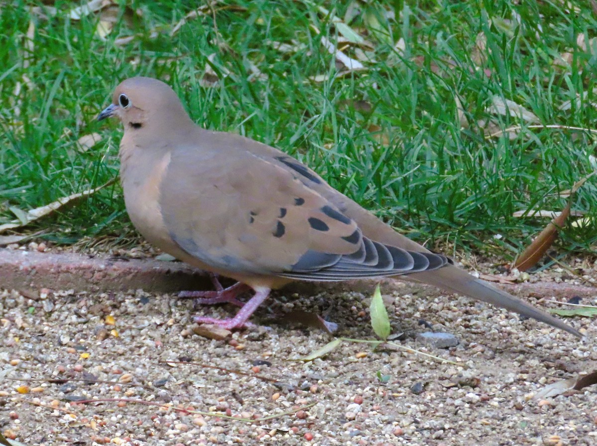 Mourning Dove - ML646857230