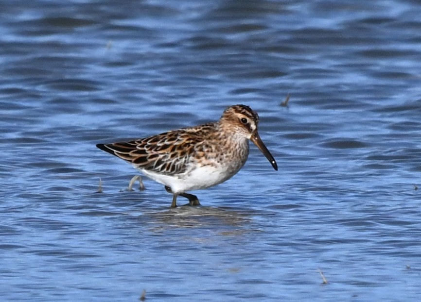 Txirri hankalaburra - ML646857231