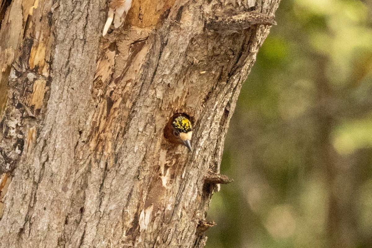 Каштановый дятелок - ML646857233