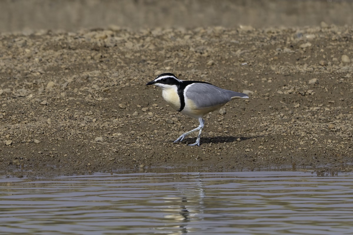 Egyptian Plover - ML646857235