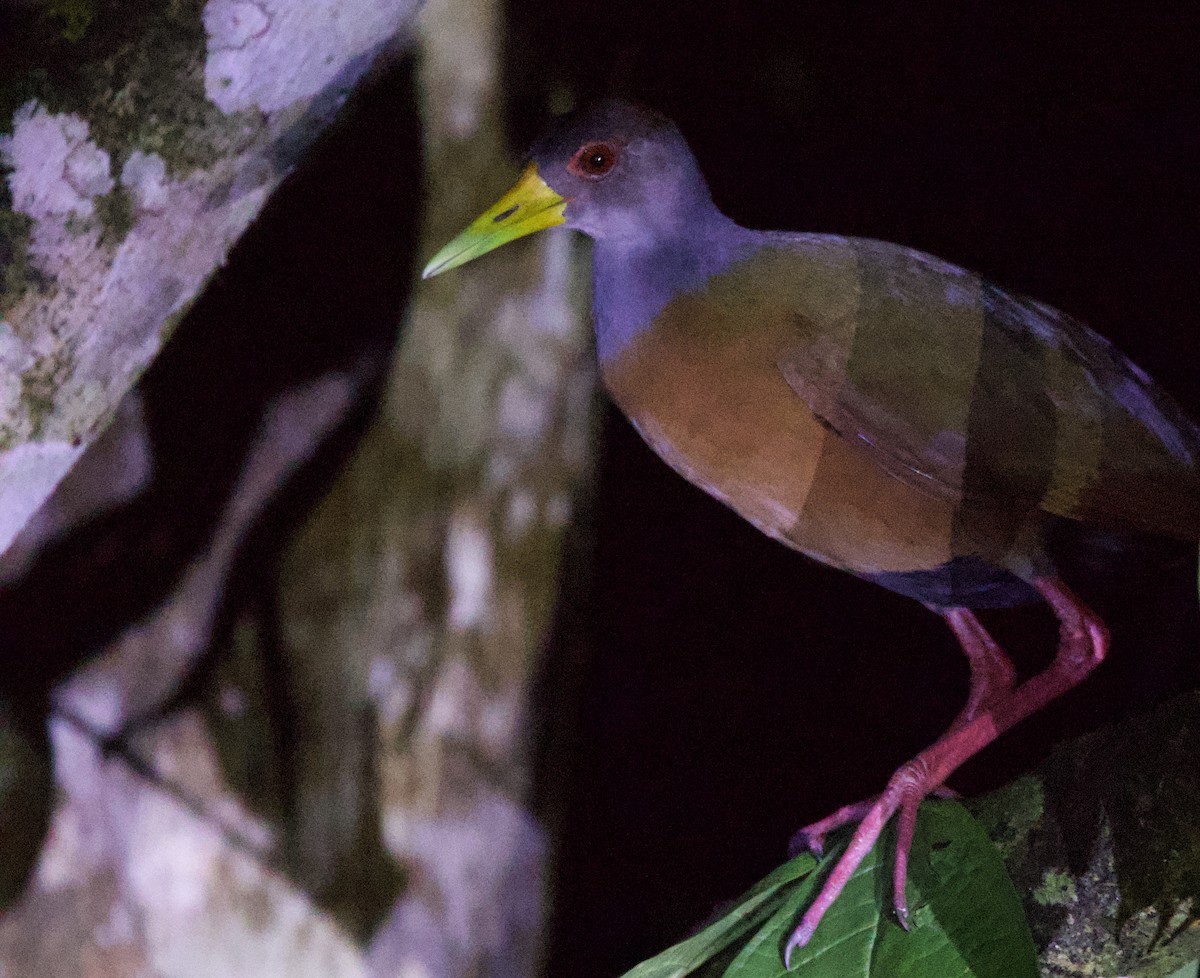 Gray-cowled Wood-Rail (Gray-cowled) - ML646857240