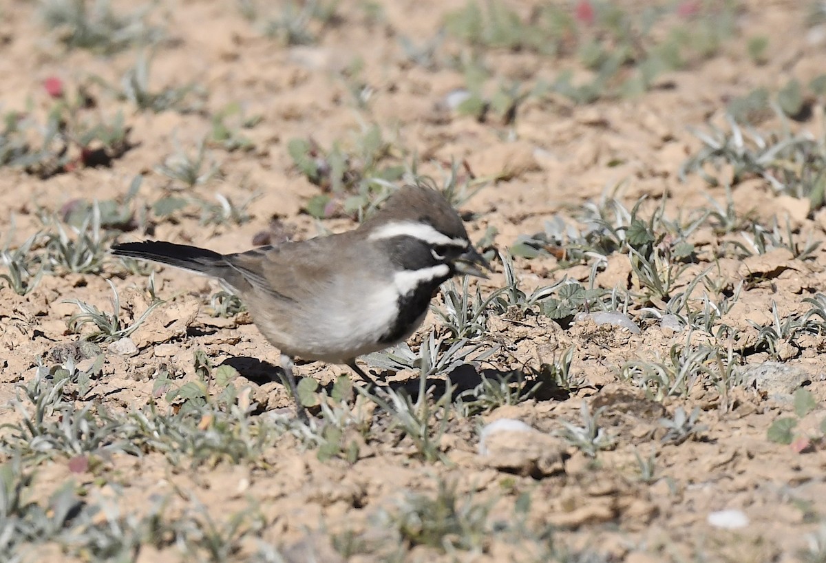 Black-throated Sparrow - ML646857241