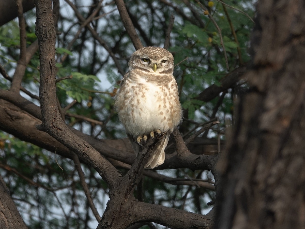 Spotted Owlet - ML646857242