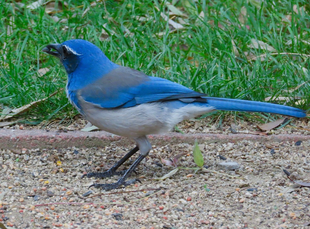 California Scrub-Jay - ML646857243