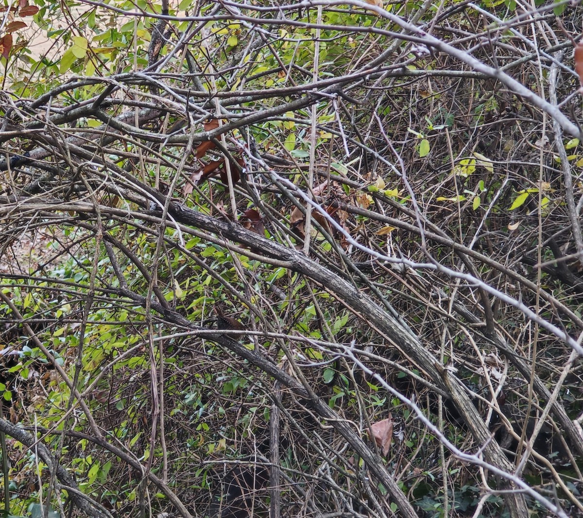 Winter Wren - ML646857244