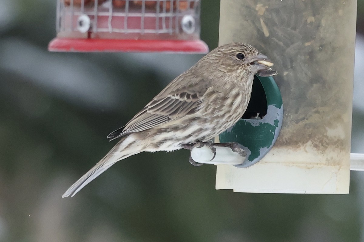 House Finch - ML646857245