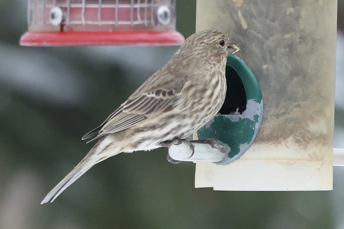 House Finch - ML646857246