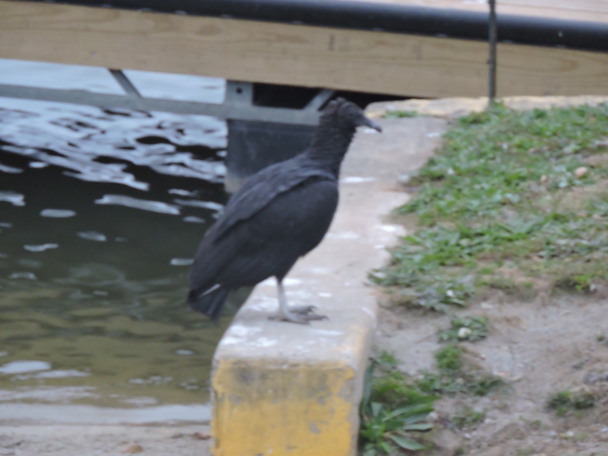 Black Vulture - ML646857247