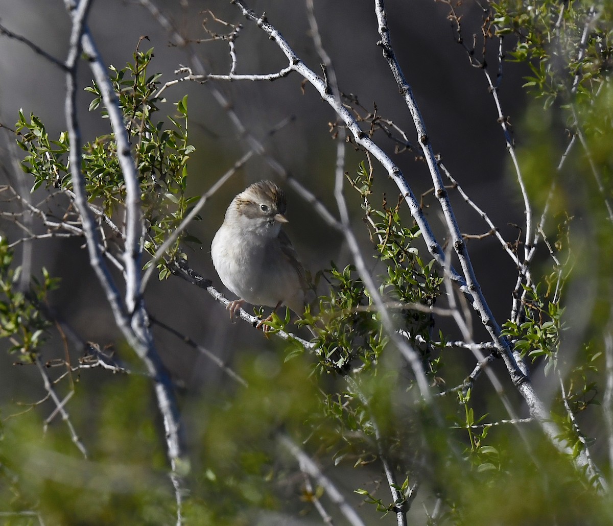 Brewer's Sparrow - ML646857248