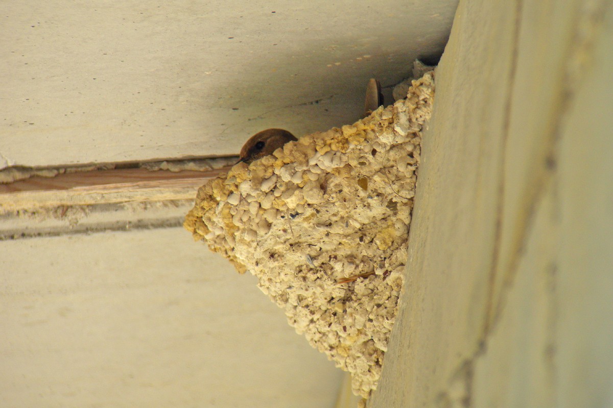 Eurasian Crag-Martin - ML646857249