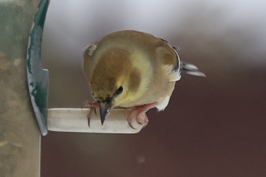 American Goldfinch - ML646857250