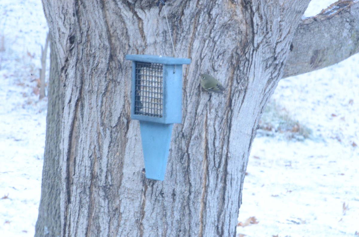 Ruby-crowned Kinglet - ML646857251