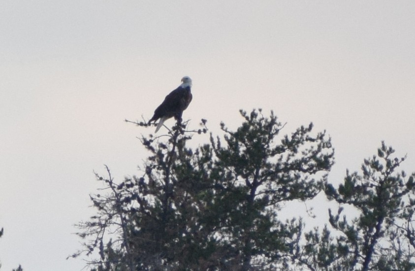 Bald Eagle - ML646857252