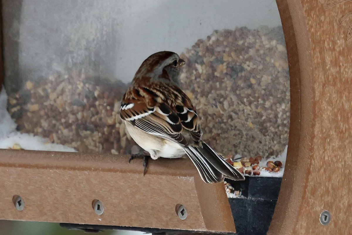 American Tree Sparrow - ML646857254