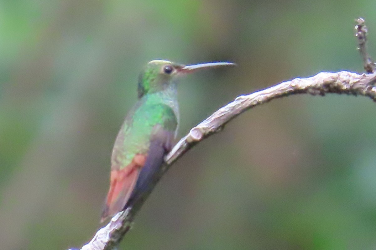 Rufous-tailed Hummingbird - ML646857259