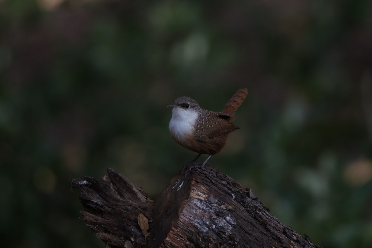 Canyon Wren - ML646857260