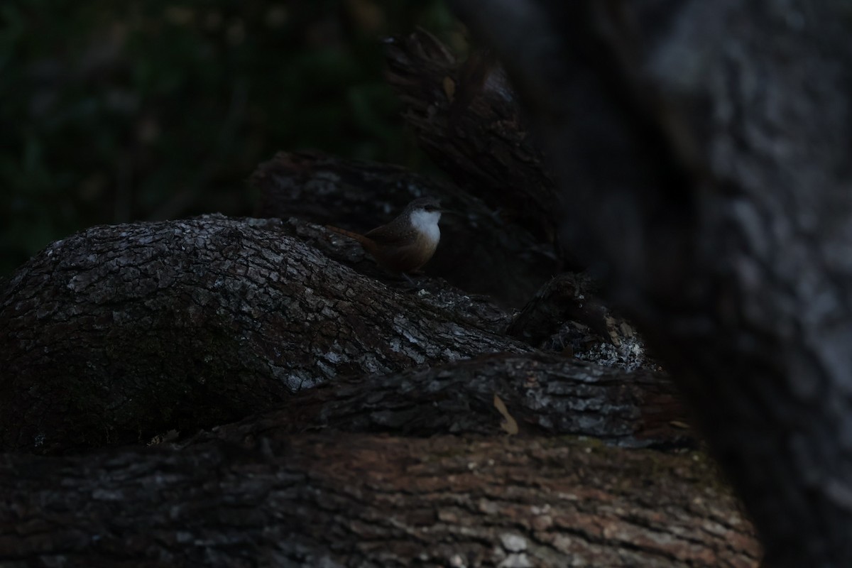 Canyon Wren - ML646857261